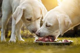 Veterinarians And Raw Feeding