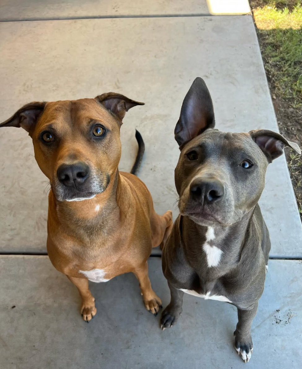 Diesel and Maisley