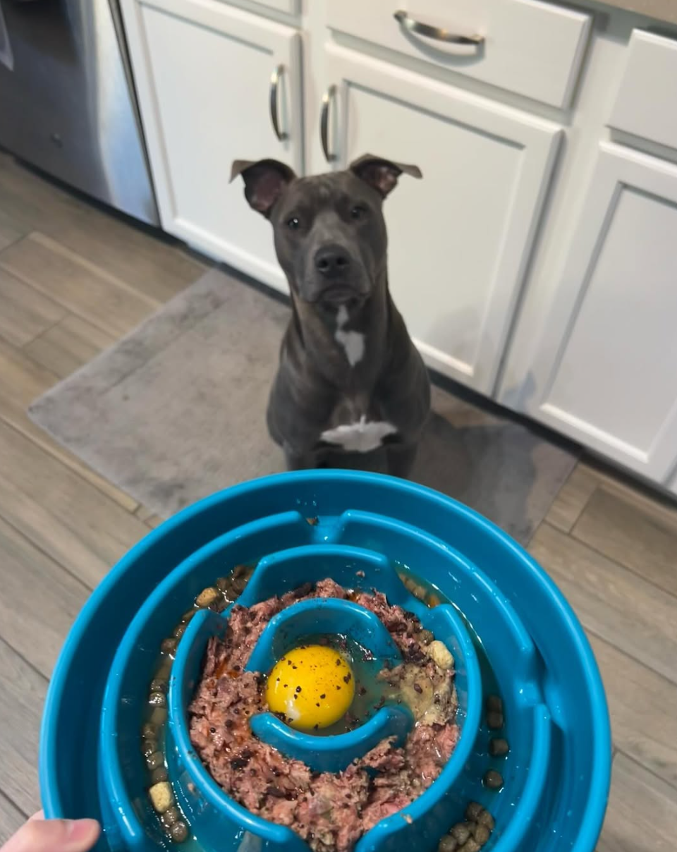 Better Living Pets on Instagram